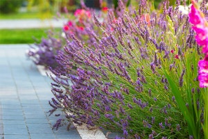 purple lavender plant in garden