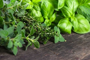 basil and thyme herbs up close summerwinds arizona