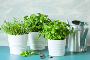 basil and thyme in white pots with watering can summerwinds arizona