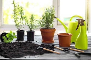 repotting and watering herb plants indoors summerwinds arizona
