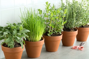 chives, sage, and rosemary in terracotta pots summerwinds arizona