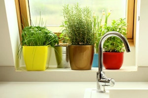 herbs in bright kitchen windowsill summerwinds arizona