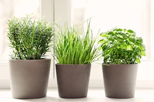 herbs in grey pots in windowsill summerwinds arizona