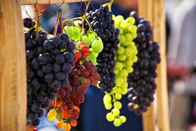grape varieties summerwinds arizona