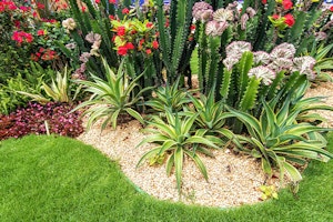 desert plants summerwinds arizona