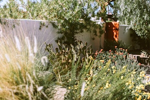 desert garden summerwinds arizona