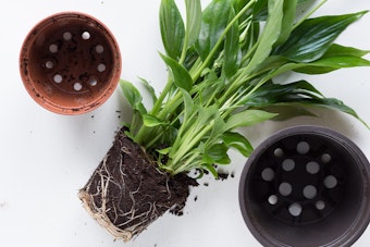 An unpotted houseplant on a table between 2 different sizes of nursery pots.