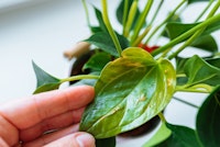 A closeup of a houseplant leaf that is unhealthy due to pests or disease.