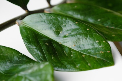 Houseplant with Scale Pests on Leaves.
