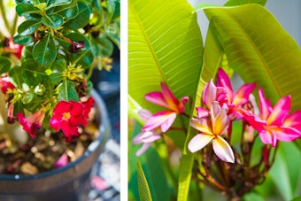 Bright red adenium blooms, and vibrant pink and gold plumeria flowers.