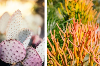 Prickly Pear Cactus & Firesticks