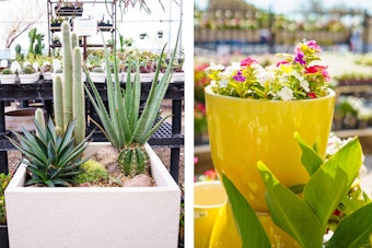 Square outdoor pot with succulents and cacti, and a bright yellow pot with colorful flowers.