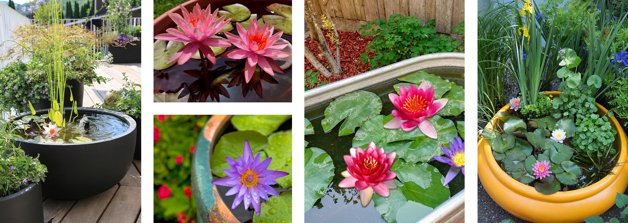 5 different water container gardens with beautiful and flowering aquatic plants.