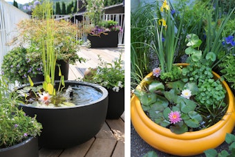 2 small patio-size water container gardens with aquatic plants and flowers.
