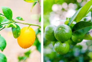 A Meyer Lemon tree, and a Mexican Lime tree.