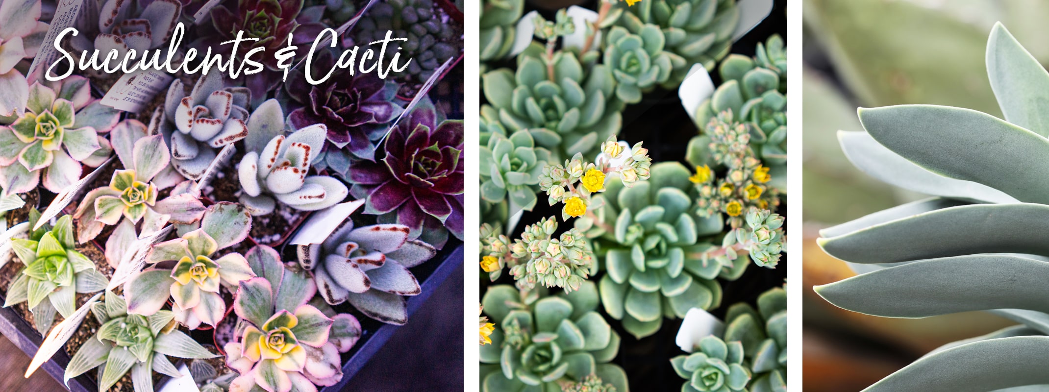 succulents echeveria, crassula falcata