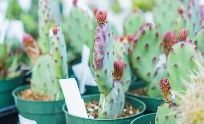 prickly pear cactus at SummerWinds Nuresry
