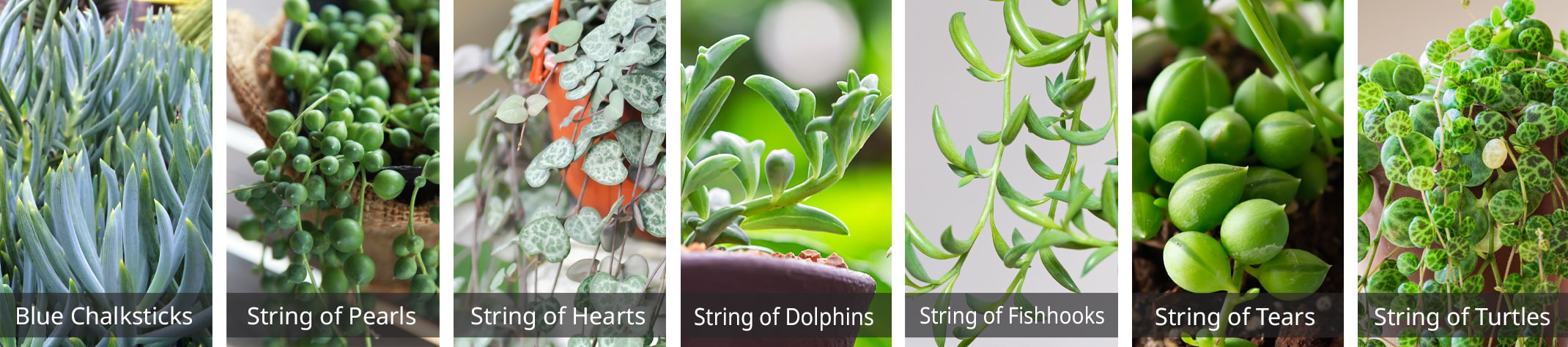 senecio varieties 7 different string plants and blue chalksticks