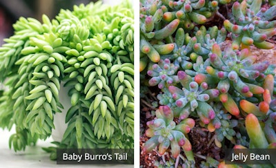 sedum varieties with baby burros tail and jelly bean