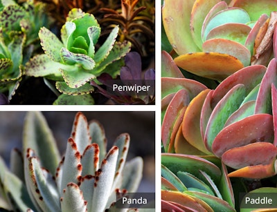penwiper, panda and paddle kalanchoe plants