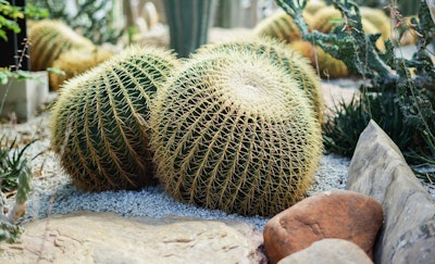 golden barrel cactus in landscape setting