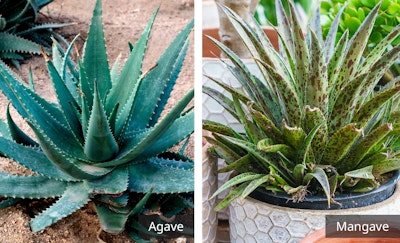 agave and mangave