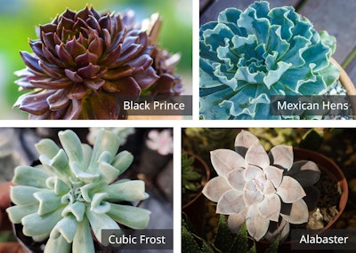 echeveria black prince, mexican hens, cubic frost and alabaster succulents