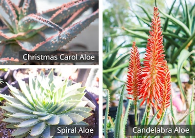christmas carol aloe, spiral aloe and candelabra aloe