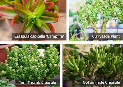 crassula succulent varieties campfire, curly jade, tom thumb and gollum jade
