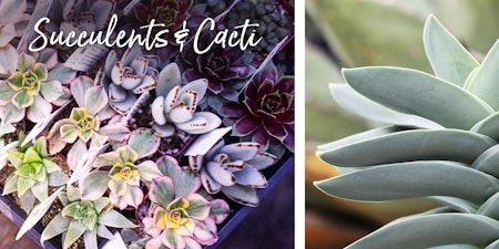 succulents echeveria, crassula falcata with the words succulents and cacti