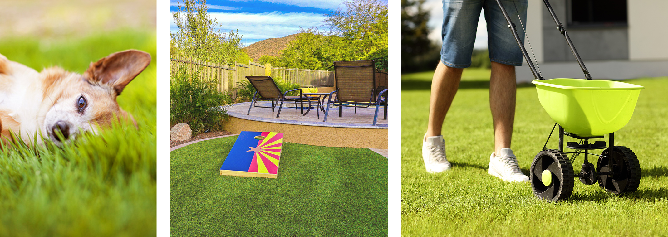 A dog on a lawn, a limited turf area with a cornhole game and seating, and someone fertilizing their lawn.