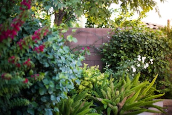 Pink and white flowers and lush plants and trees growing in the backyard of a home in the desert.