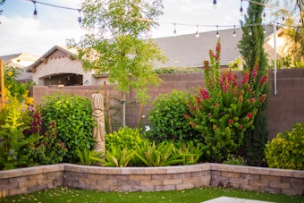 A lush desert backyard with string lights, blooming bougainvillea and roses, a sculpture, shrubs and trees.