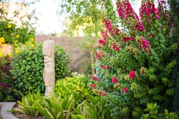 Bougainvillea, a sculpture, and a variety of lush and happy plants and trees growing in a desert yard.