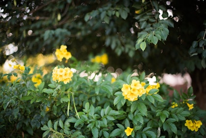 Yellow Bells Yellow bells growing with a shade tree behind it.