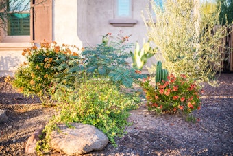 A variety of colorful shrubs and flowers in a desert yard.