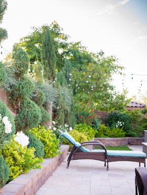 A lush desert backyard with lounger and a variety of shrubs and trees, surrounded by lights.