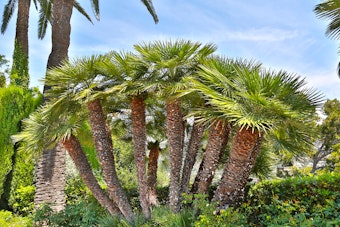 Mediterranean Fan Palm growing near other palms and shrubs.