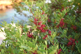Red berries growing on the mastic tree.