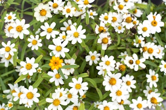 A closeup of white blackfoot daisies and one yellow flower.