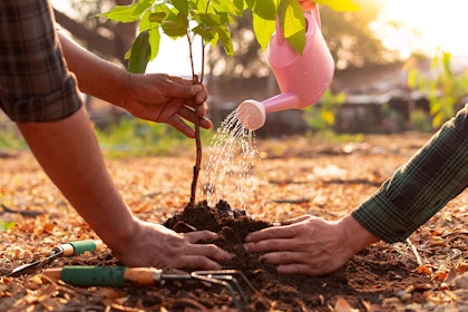 Watering Newly Planted Plant
