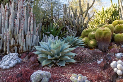 Desert garden with agave, assorted cacti