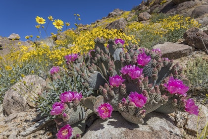 Pink blooming bunny ears cactus and yellow flowers blooming on a hill in the desert.