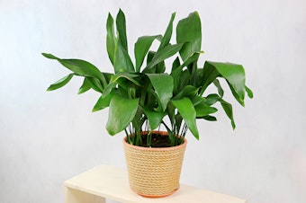A closeup of a Cast Iron Plant.