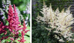 astilbe perennials in red and white