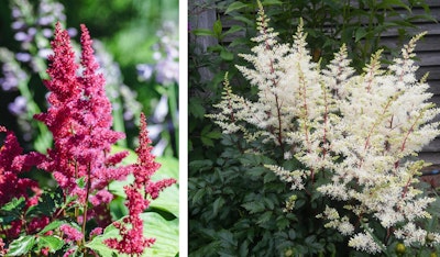 astilbe perennials in red and white