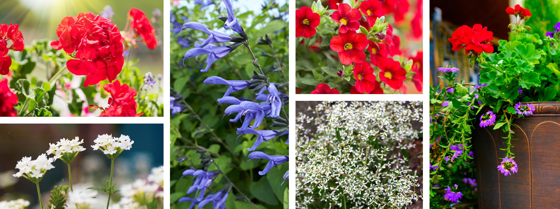 geraniums, verbena, salvia, million bells and euphorbia for container gardens this 4th of july