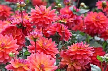 dahlias pinkish orange