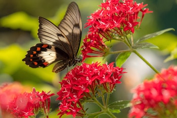 pentas red with butterfly sitting on flowers