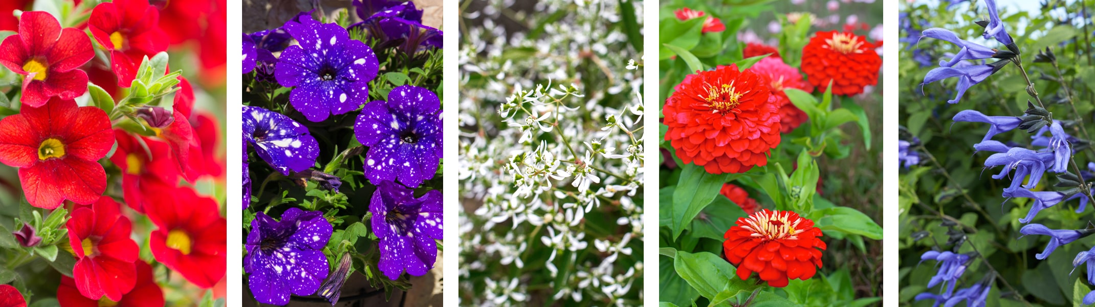 million bells, petunias, euphorbia, dahlias, salvia red white and blue colors
